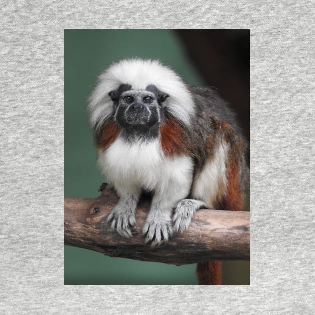 Cotton-top Tamarin by kirstybush